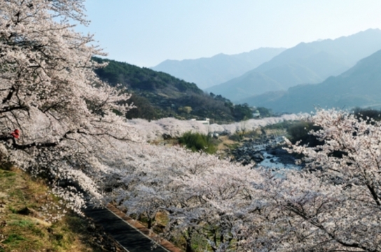 하동으로 여행 가자, 자연과 차 문화, 그리고 꽃내음을 느껴보세요