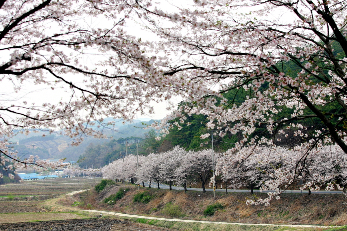 끝난 줄 알았던 벚꽃, 청양에서 다시 터진다