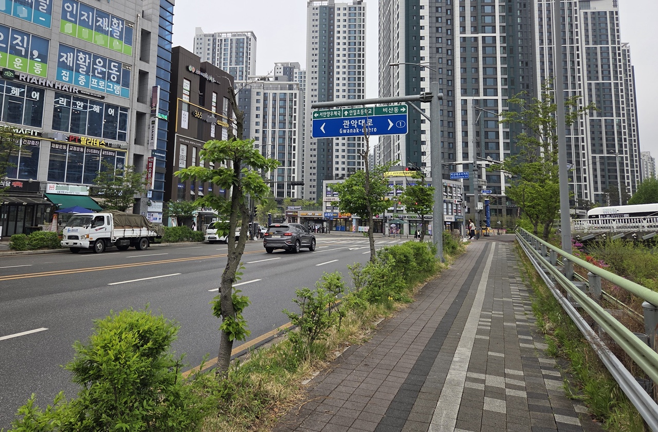 벚꽃가고 ‘이팝 나무’ 온다...안양천변, 5월의 눈꽃 거리로 대변신