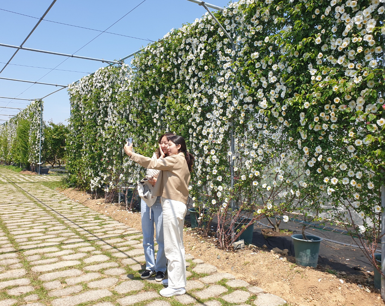 거제시, 왕찔레나무 화려한 개화로 관람객 맞이 준비 완료