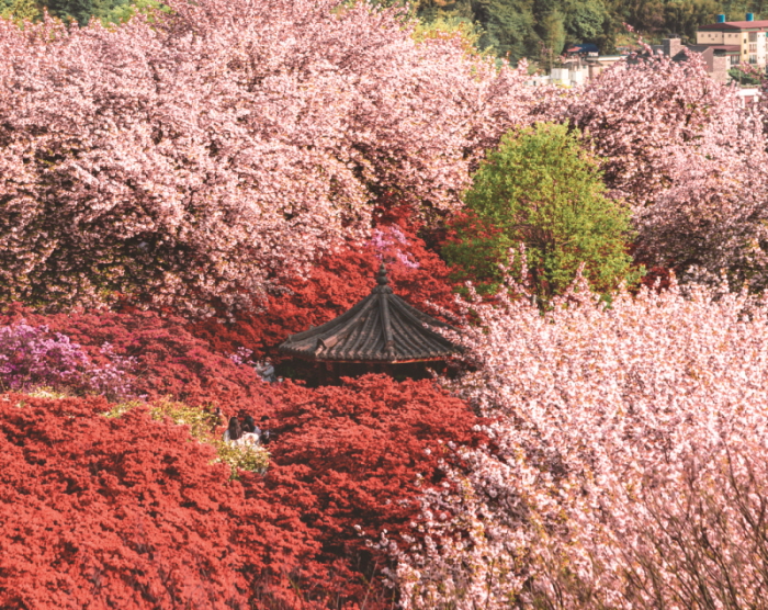 분홍빛 \'꽃대궐\' 터졌다… 전주 완산칠봉