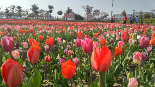 신안 튤립 축제...“바다와 모래의 섬 임자만났네!”