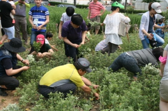 제5회 건강약속 강화약쑥축제 \'건강해지는 약쑥\'