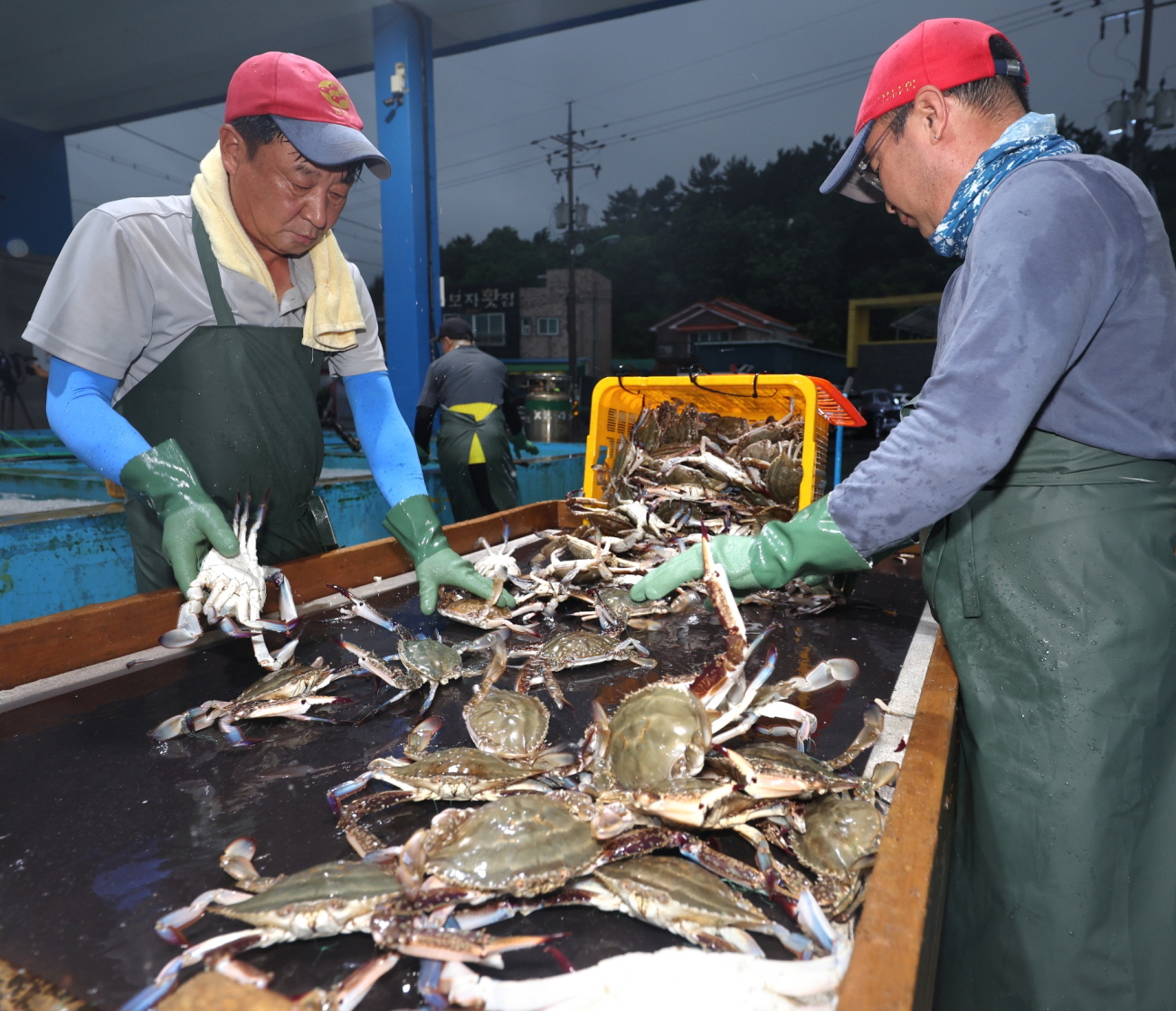 “꽃게 리턴즈!” 태안, 수산자원 회복 위한 대규모 산란·서식장 조성 본격화...종자 170만 마리 방류 예정