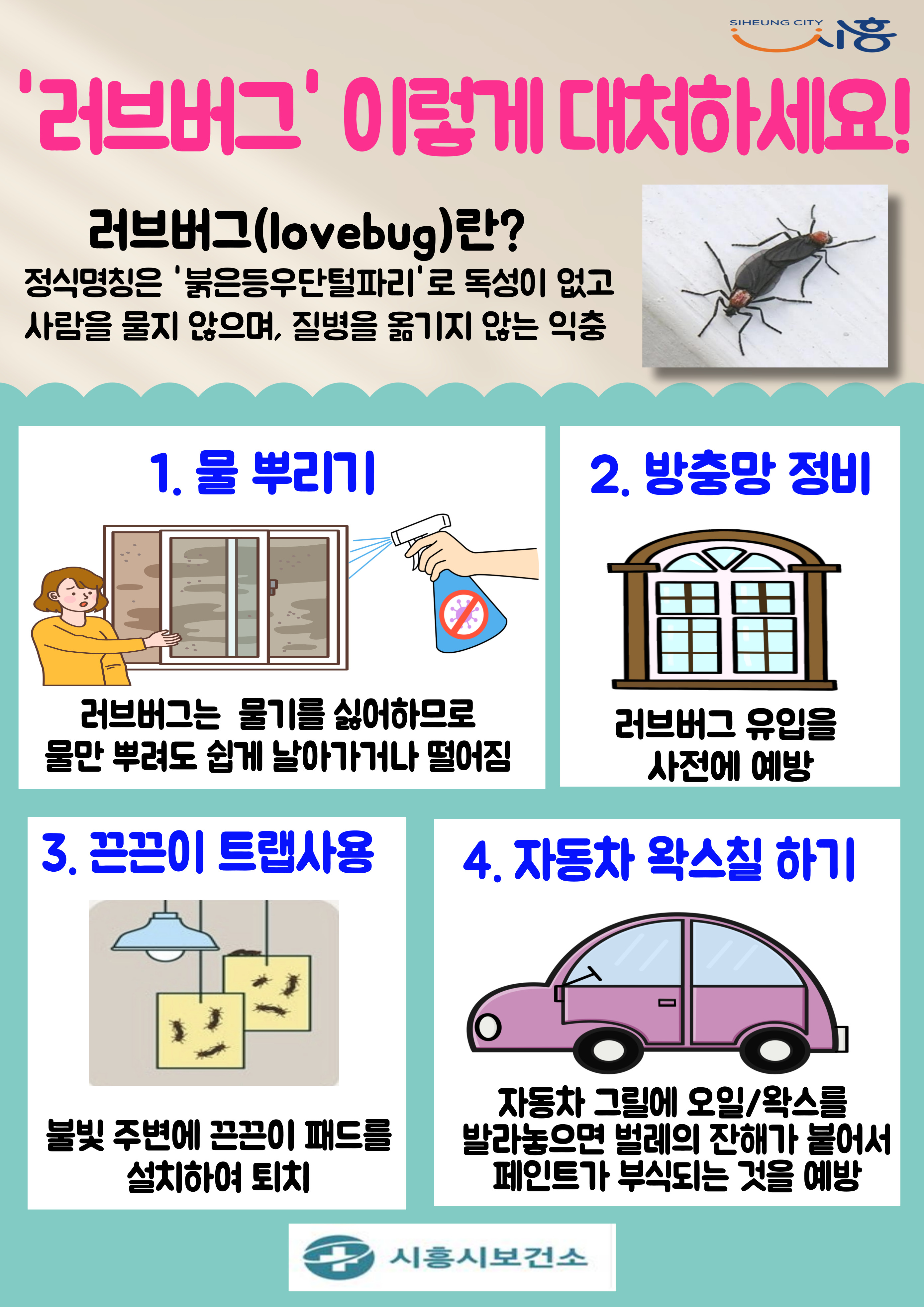 시흥시, 러브버그 대응 강화...물만 뿌려도 해결