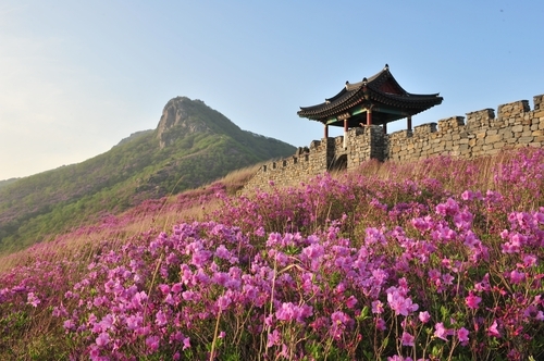 제40회 산청황매산철쭉제, 4월 27일 화려한 막 올라