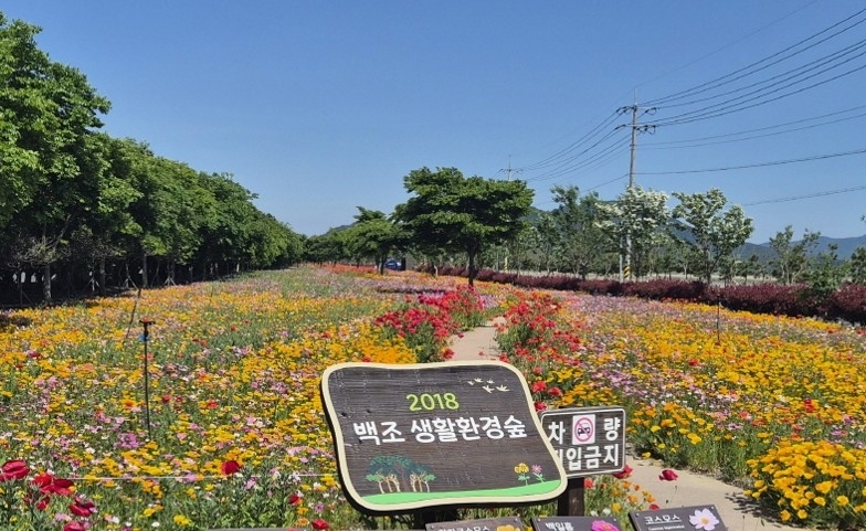 바다·호수·들판…진도에 내려앉은 ‘4.4km 꽃반지’