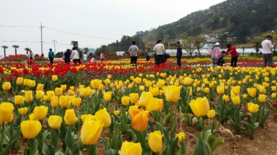 ‘남해 미조튤립축제 및 카약축제’ 개막