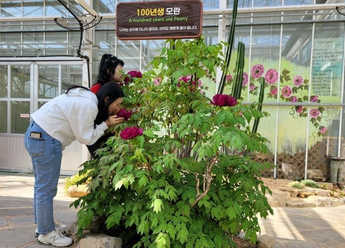강진군 세계모란공원, 100년생 모란 활짝...관람객 서둘러야