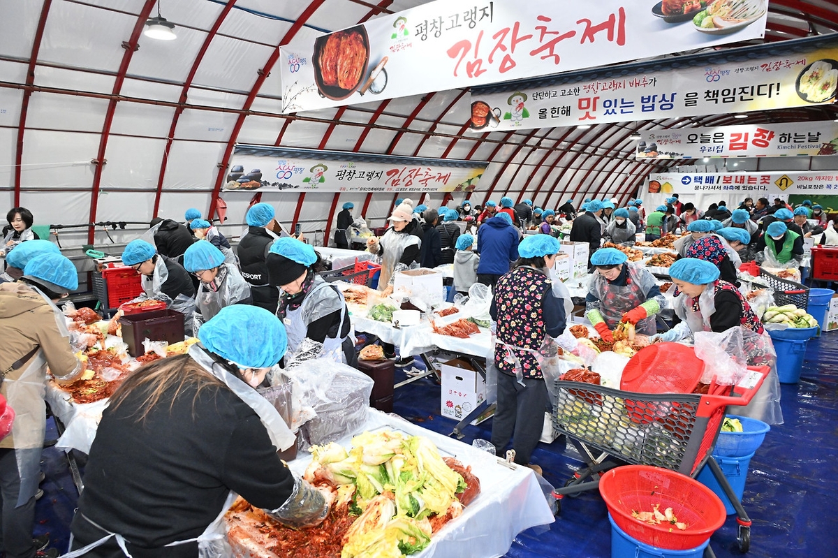평창 고랭지 김장 축제 개막…고품질 배추로 김장 체험 인기