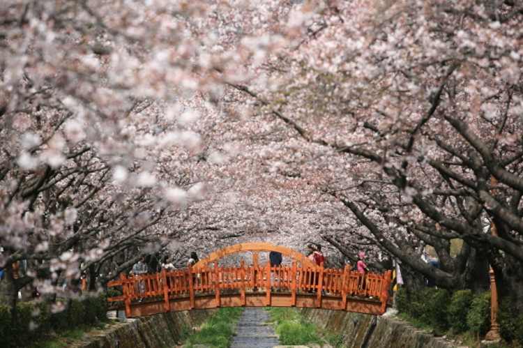 벚꽃1.JPG