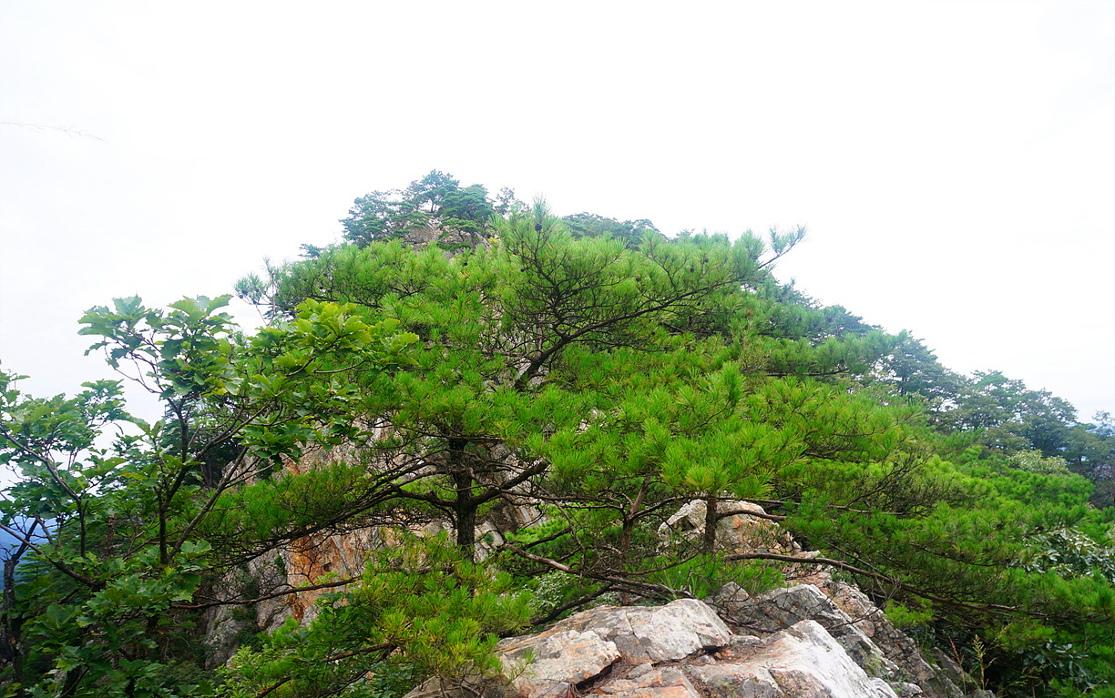 삼14.jpg