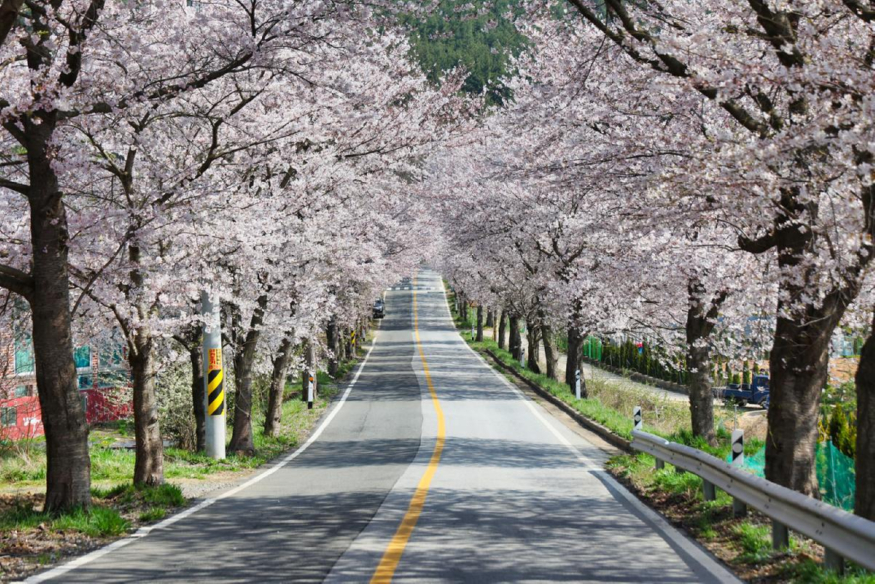 서해랑길(74코스(가재산벛꽃길).jpg
