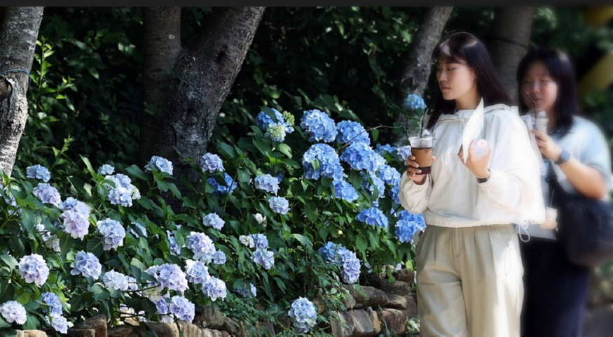 수국2.jpg