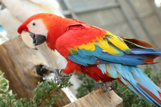 beautiful-macaw-4488675_1920.jpg