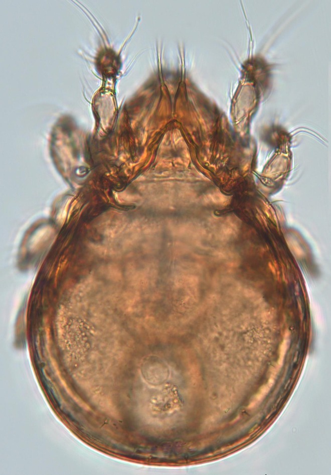 02_신종후보종 Cultroribula sp. nov..jpg