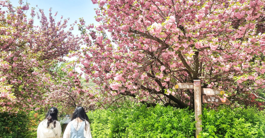 1-2. 완산꽃동산 겹벚꽃(비짓전주).jpg
