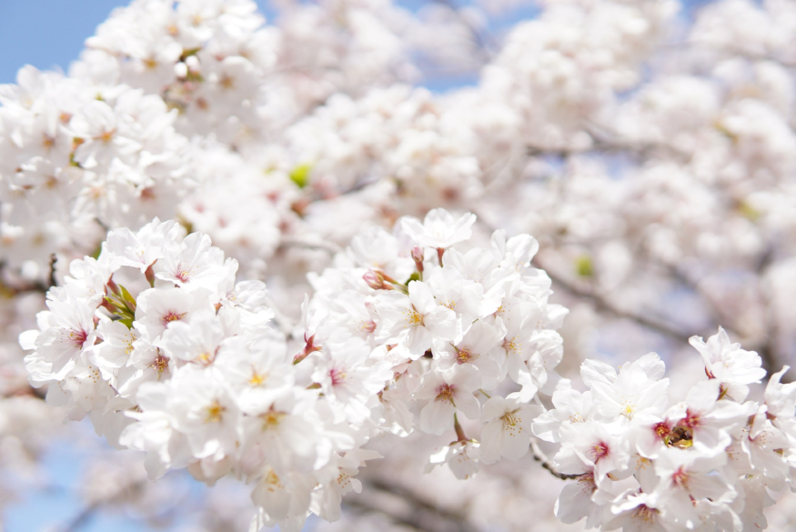 japanese-cherry-blossoms-6125088_1920.jpg