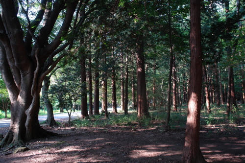 RPR209.jpg