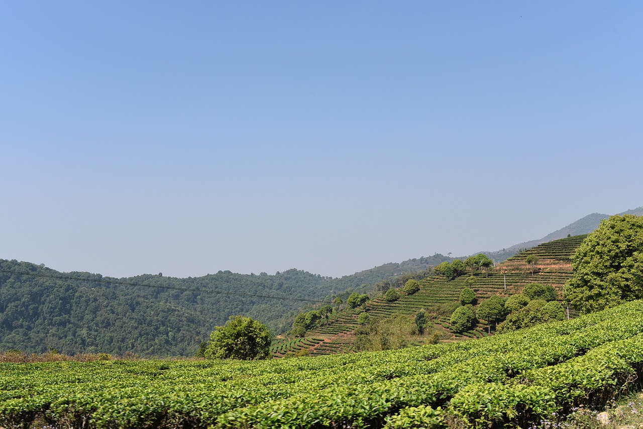 yunnan.jpg