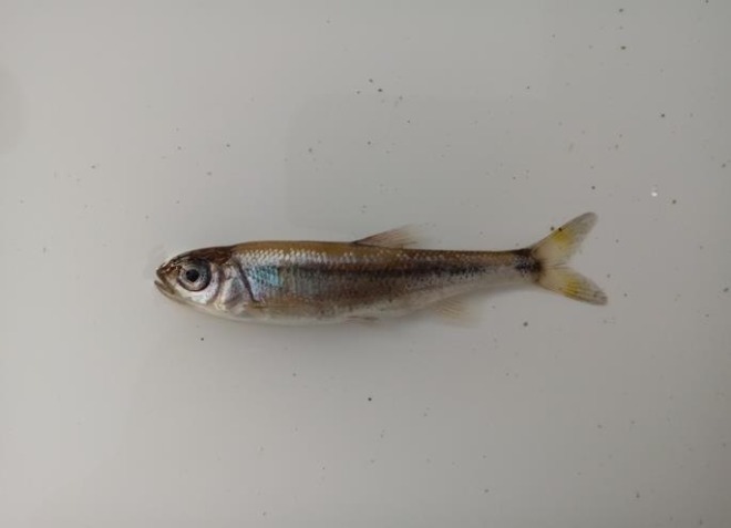 05_참갈겨니