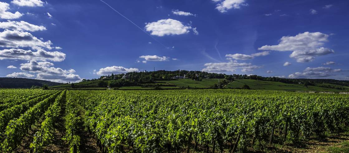 vines-2766552_1920.jpg