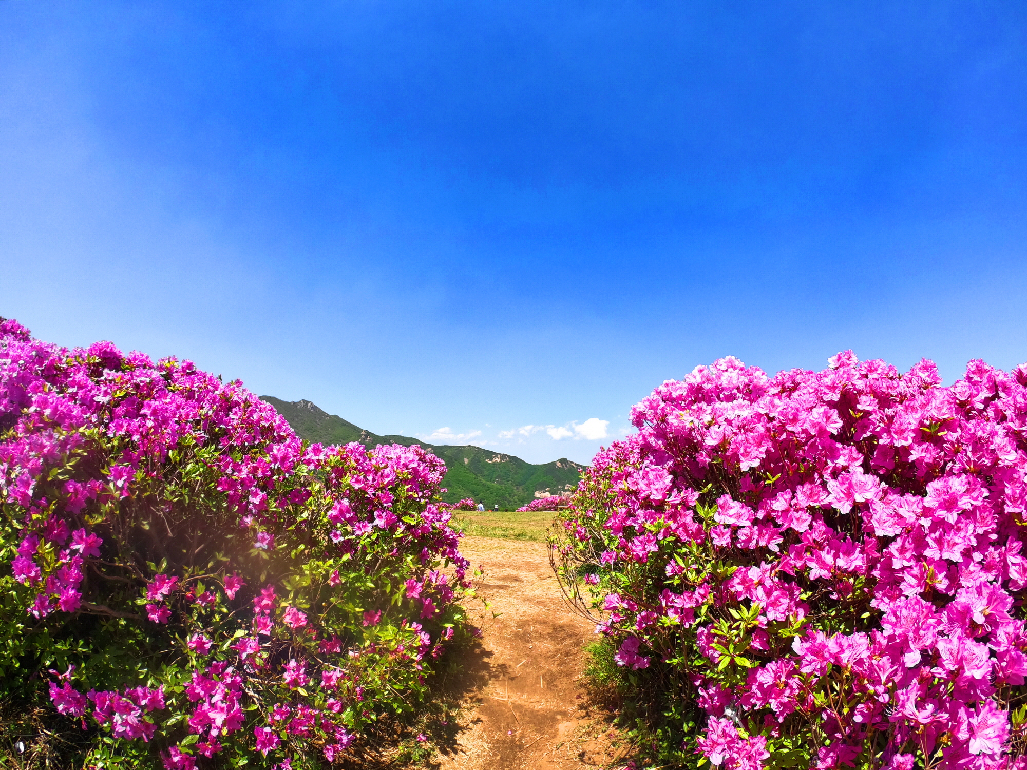 꾸미기_황매산8.jpg