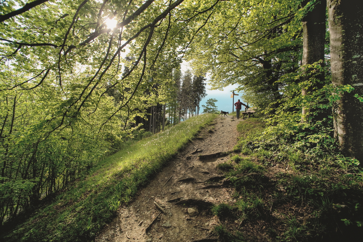 크기변환_Sihlwald_ST0016634.jpg