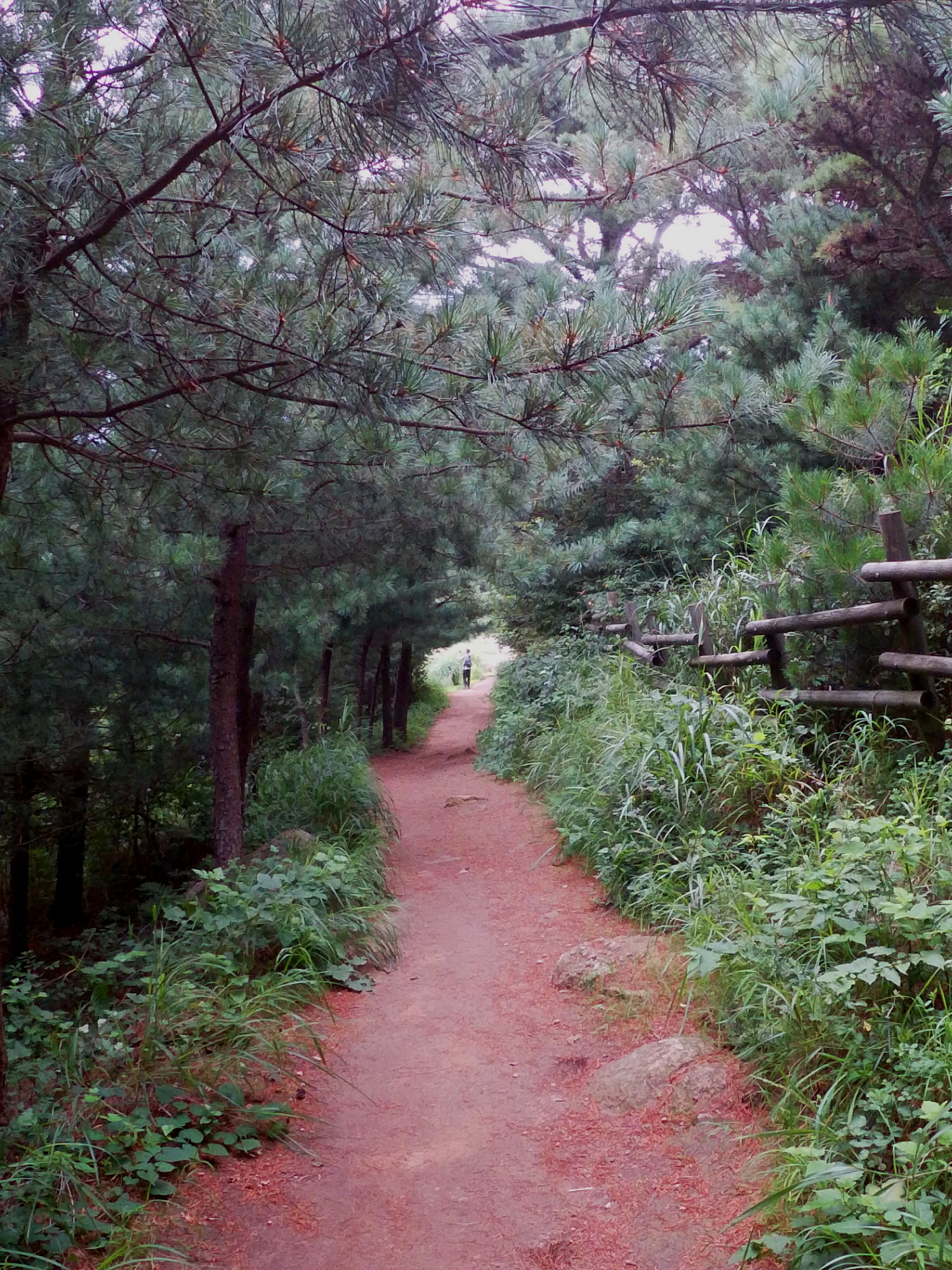 등산로2.jpg