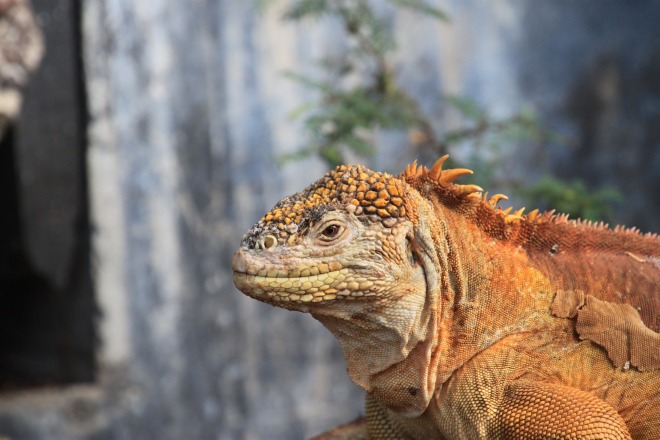 land-iguana-894478_1920.jpg