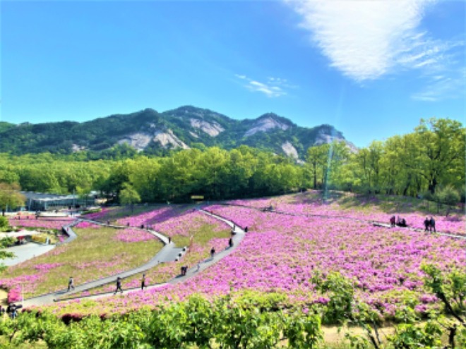 아2. 2022년 다누림투어 봄 코스로 운행되는 불암산나비정원 철쭉동산(사진 제공 노원구청 여가관광과).jpg