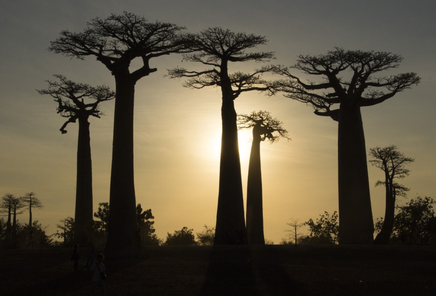 madagascar-4587230_1920.jpg
