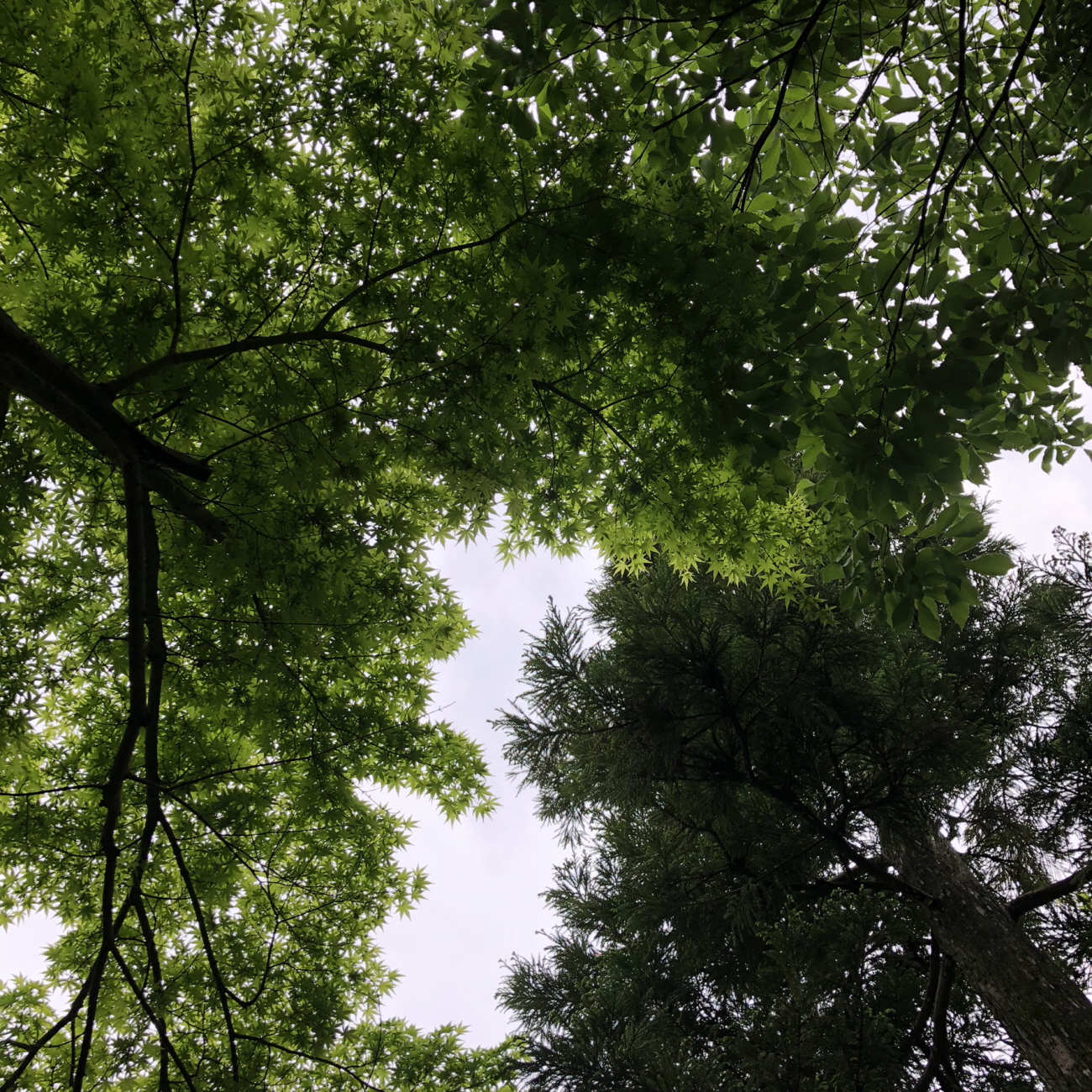 꾸미기_네즈미술관 정원 (1).jpeg