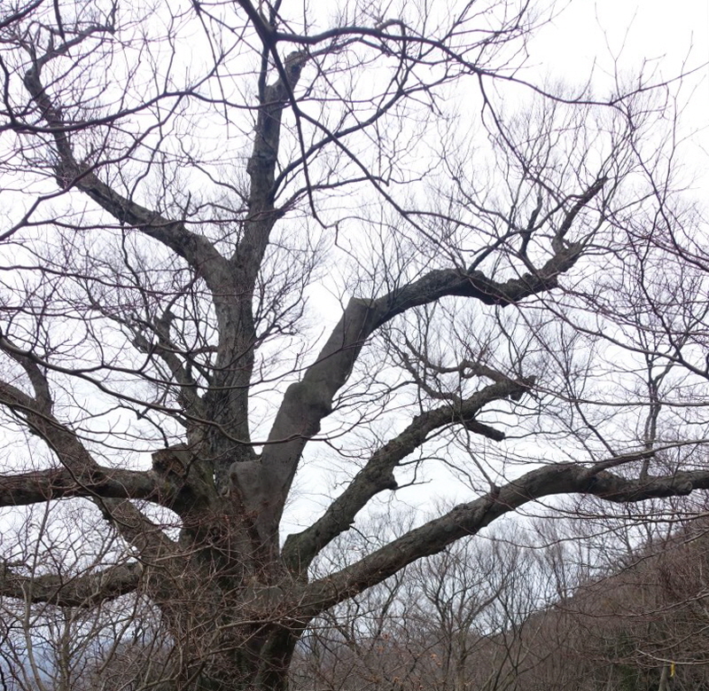 천년수.jpg