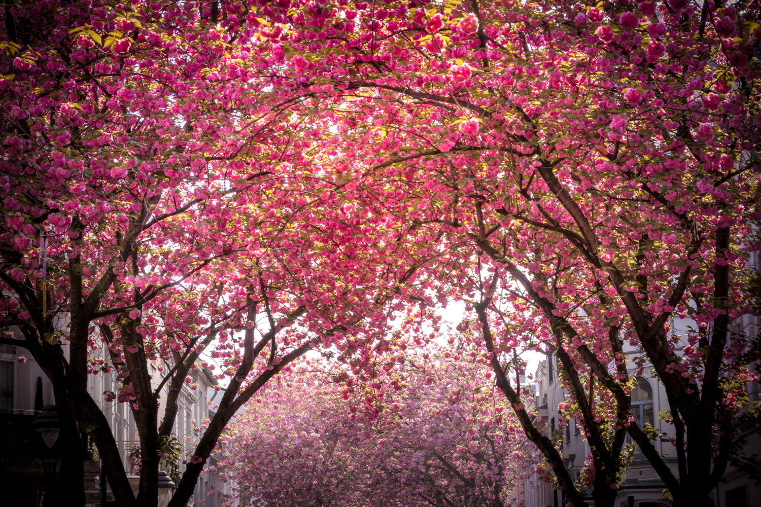 본 벚꽃 (c)GNTB_Elena Estell_s.jpg