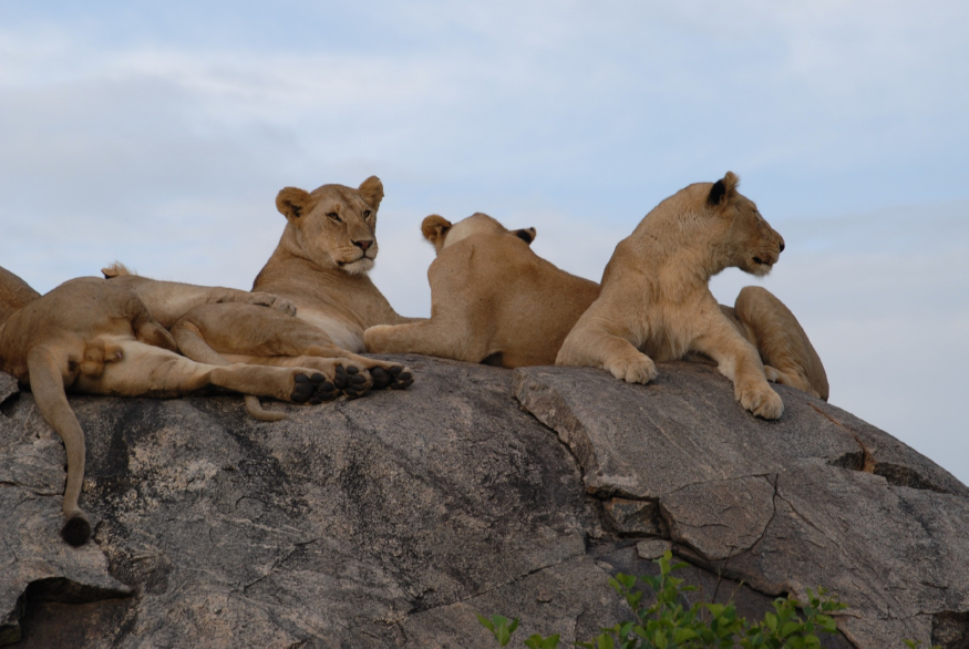 lions-75880_1920.jpg