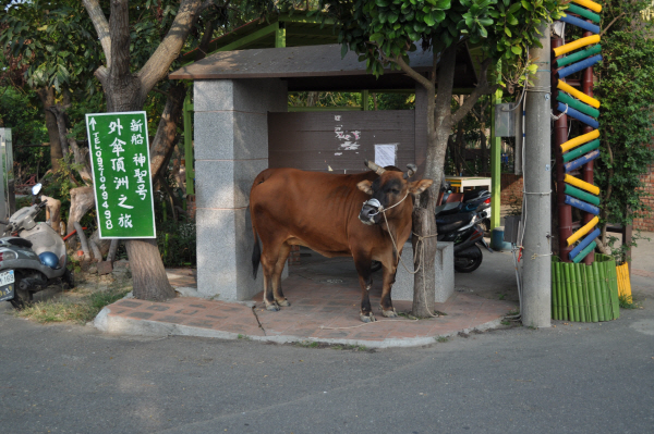 대만6.jpg