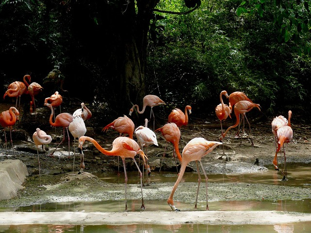 flamingo-1889_640.jpg