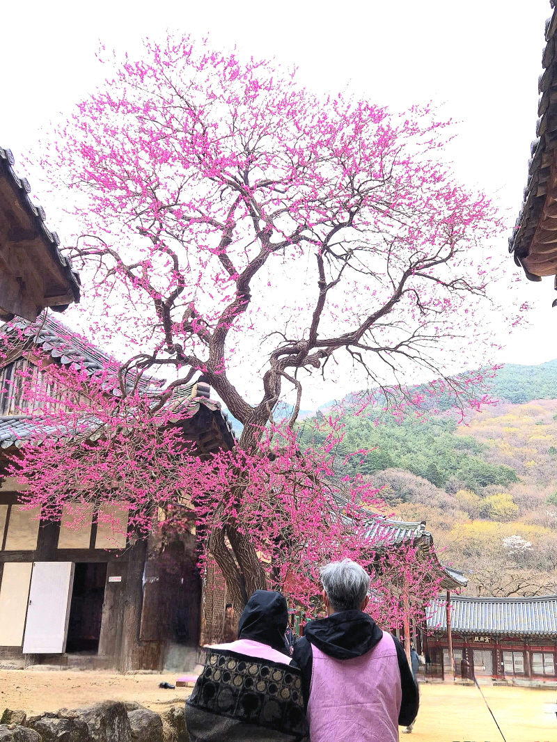 [크기변환]보도자료(20250425_구례군 화엄사, 2025 제5회 홍매화  사진찍대회 심사 결과) 2025_9.jpg