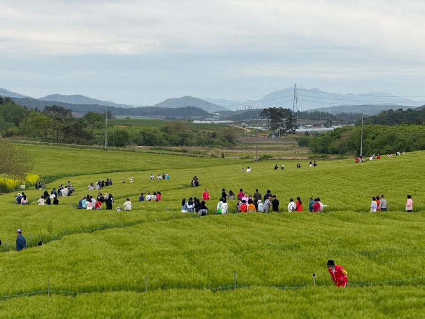 고창청보리밭 축제(1) (1).jpg