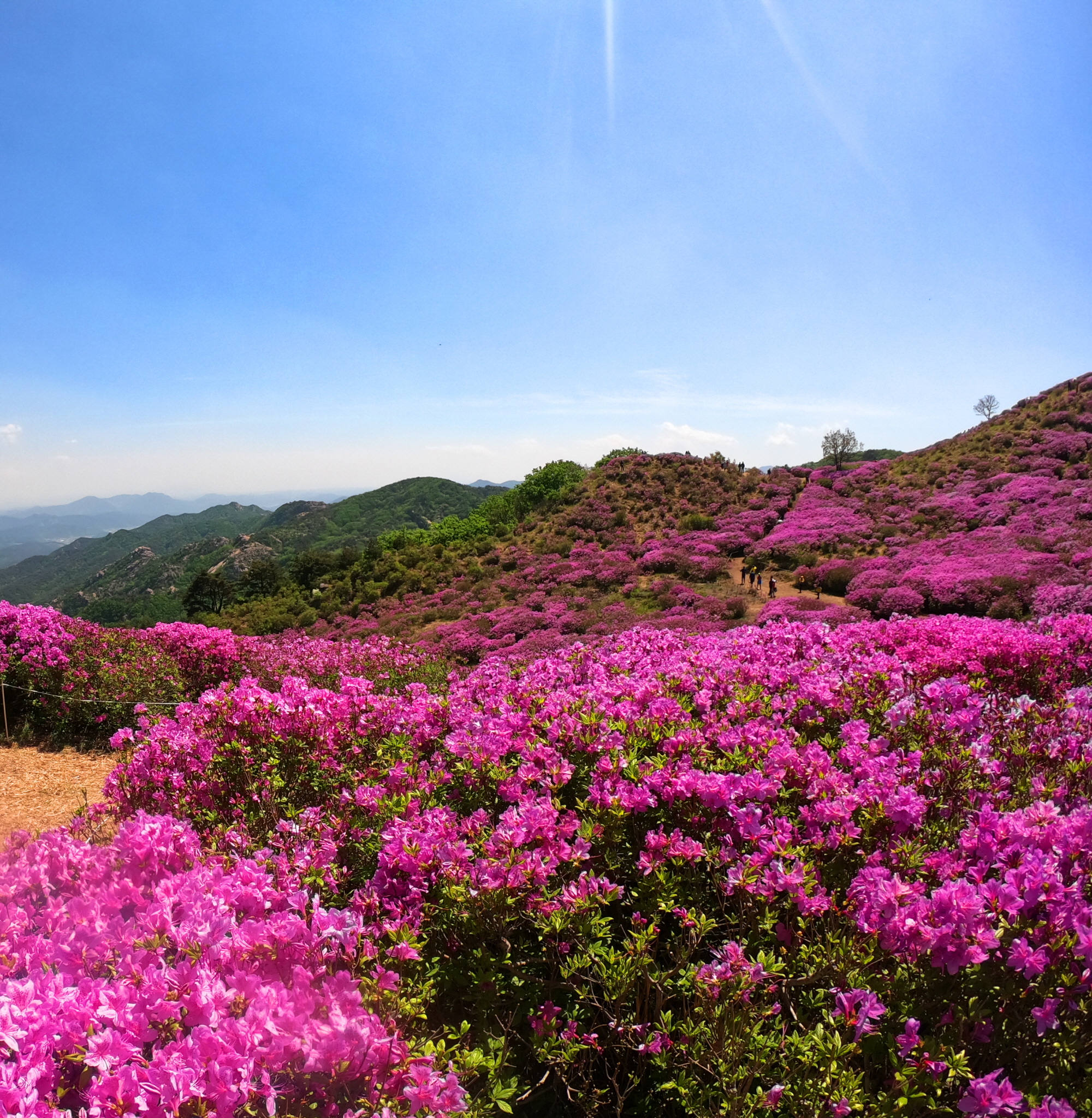 꾸미기_황매산4.jpg