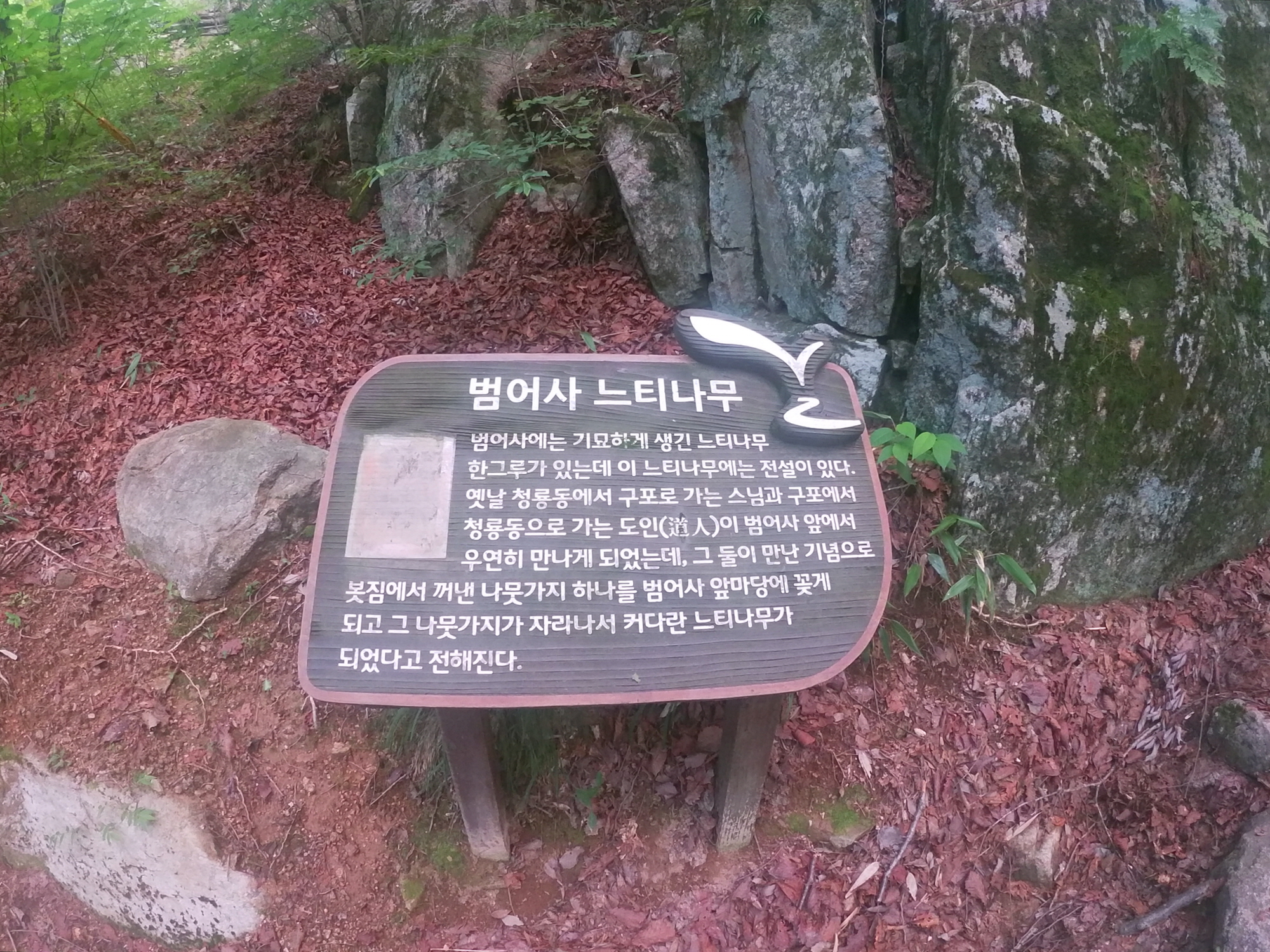 느티나무.jpg