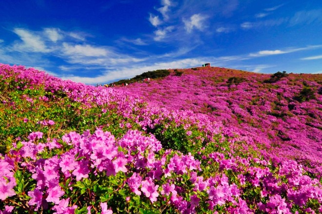 황매산기적길.jpg
