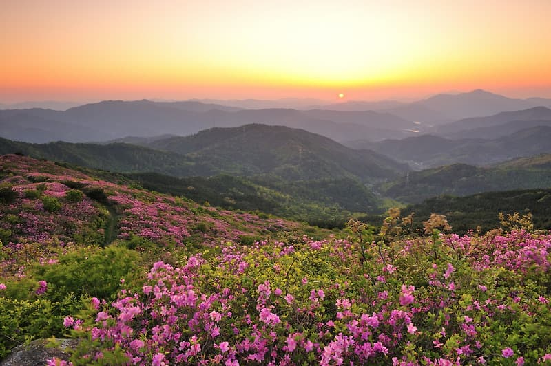 3 순천시 송광면 장안리 고동산 철쭉 (1).jpg