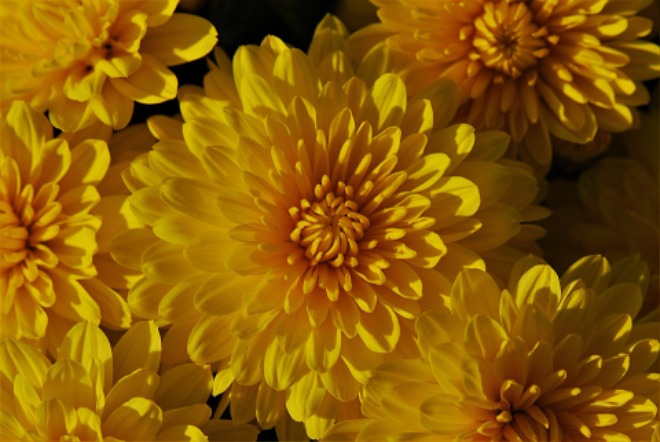 flower.jpg