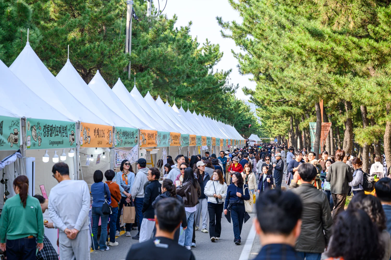 도시 전체가 거대한 식탁… 강릉, 10월 '미식의 향연'