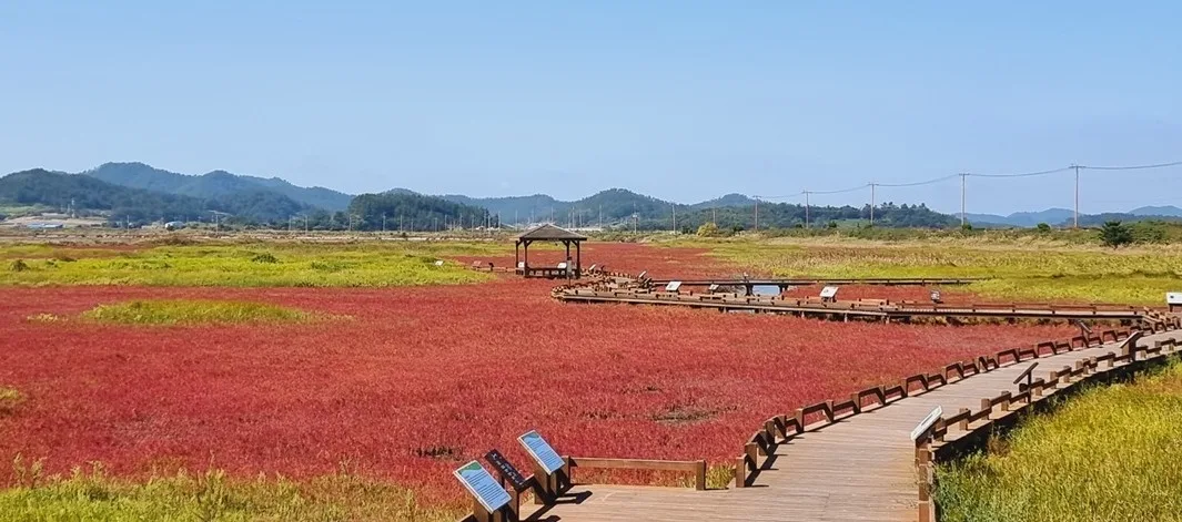 붉게 물든 함초 밭 사이로 놓인 나무 데크 산책로와 주변에 배치된 안내판, 파란 하늘 아래 평화로운 풍경