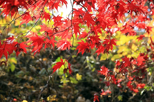 지리산 단풍